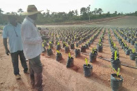 Men on the farm land