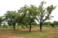 The Presbyterian Agricultural Research Center has describe the destruction of Shea trees as worrying