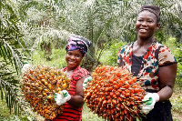 Ghana is the third-largest producer of palm oil in West Africa