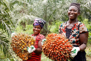 Solidaridad Oilpalm