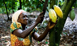 Cocoa Woman