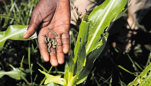 The armyworms invaded several farms in the Ashanti, Brong Ahafo, Volta, Eastern Region