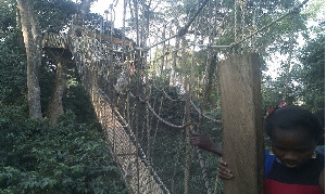 Bunso Canopy Walkway 3