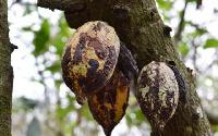 File photo of a cocoa tree affected with a swollen shoot disease