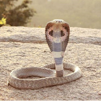 File photo Cobra