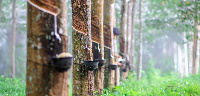 File photo of rubber plantation