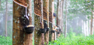 File photo of rubber plantation