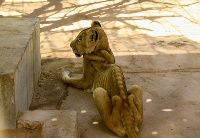 Photos of starving lions at the Sudanese zoo shocked people