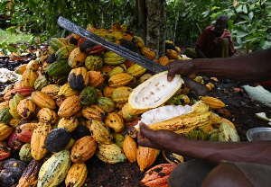 CIGCI emphasizes the need for collective global efforts to create a sustainable cocoa economy