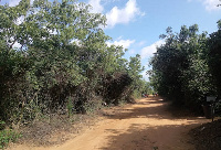 A walkway inside the Achimota Forest