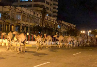 Libya often imports camels and goats from other countries