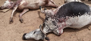 Cattle Slaughter