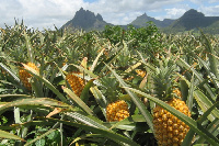 Pineapple farm