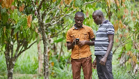 This first step comes in the form of the creation of what it calls the Cocoa Management System