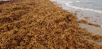 File photo of sargassum