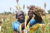 A farmer tending to crops