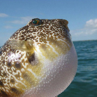 Puffer fish