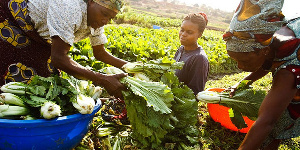 Agriculture Women With Cabbage Or Leek Harvest