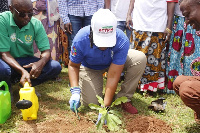 The planting of the grafted shea seedlings in Tamale