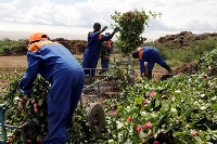 In March, farms had to throw away roses as demand collapsed because of coronavirus restrictions