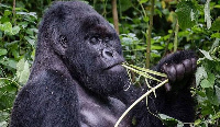 Apes are prone to respiratory illnesses and common colds