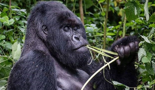 Apes are prone to respiratory illnesses and common colds