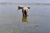 Red seaweed or algae is used for  gelling or thickening agents