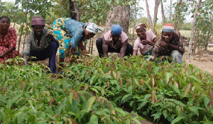 Smallholder Farms