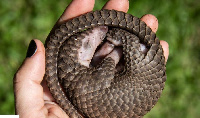 A white-bellied pangolin which was rescued from local animal traffickers is seen at the Uganda