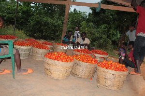 Some of the pupils with their harvested tomatoes