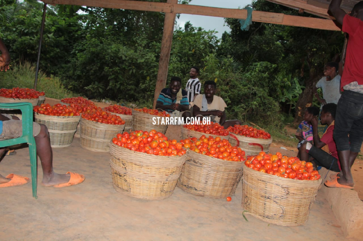 Some of the pupils with their harvested tomatoes