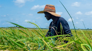 A lady in Agro Kings Farm’s rice field