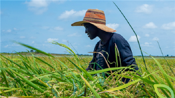 A lady in Agro Kings Farm’s rice field