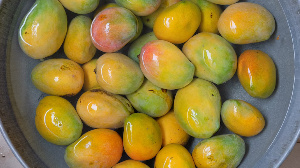 Mangoes.png