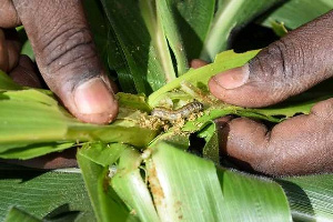 Armyworm