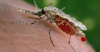 Malaria is caused by the female anopheles mosquito