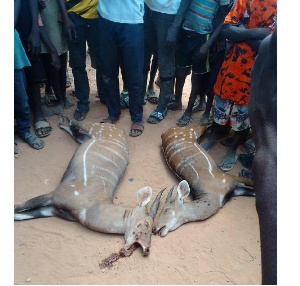 The two dead antelopes 'suspected to be humans'