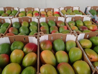 A file photo of mangoes