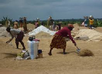 Women harvesting the local rice