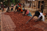 Cocoa farmers on the farm