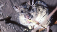 Lassa fever is an acute viral haemorrhagic illness caused by Lassa virus often carried by rodents