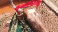 Two decapitated cow heads have been placed at the main entry of the town