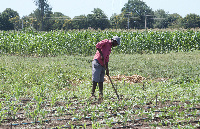 File photo of a farmer tilling his farm