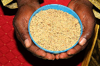 Rice is one of the foremost staple foods in Ghana