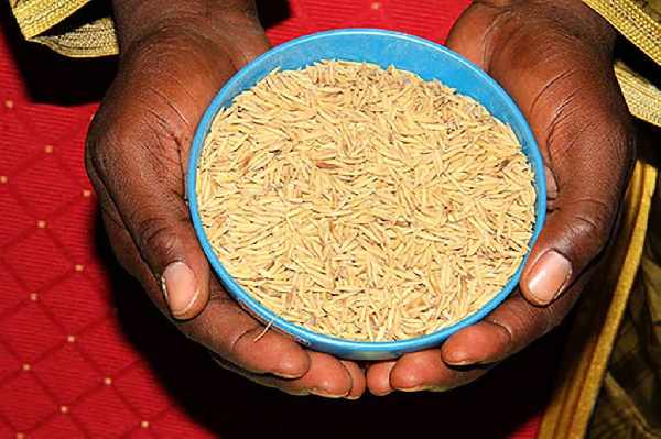 Rice is one of the foremost staple foods in Ghana