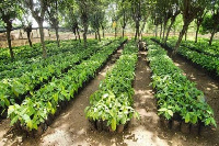 File photo of hybrid seedlings