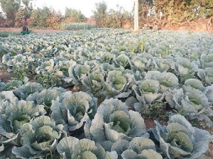 File Photo of a vegetable farm