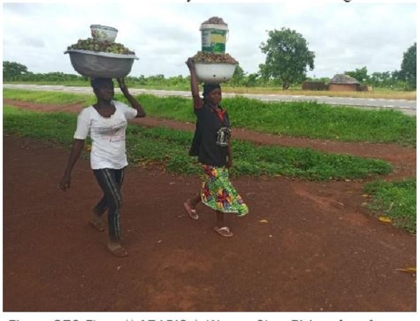 File photo of women shea pickers from farm