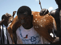 The Dentsifo Asafo Number Two group brought a live antelope from the bush to the durbar ground