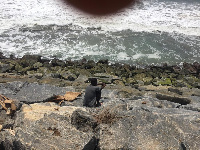 A resident of Ayisa using the sea defence as a place of convenience